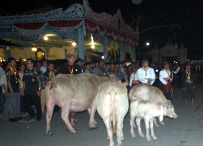 You are currently viewing Kirab Pusaka Menyertakan Mahesa Kiai Slamet, Digelar Menandai Jumenengnya Sinuhun PB III