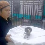 “Petualangan Kramaleya” di Balik Nama Besar Mbah Glongsor, Hikmah Terompet yang “Ketelisut” (seri 6 – habis)