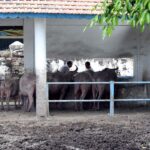 Preseden Buruk, Kalau Pimpinan Pakasa Mengesampingkan” Pisowanan Kirab Pusaka 1 Sura