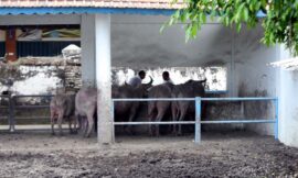 Preseden Buruk, Kalau Pimpinan Pakasa Mengesampingkan” Pisowanan Kirab Pusaka 1 Sura
