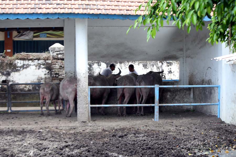 You are currently viewing Preseden Buruk, Kalau Pimpinan Pakasa Mengesampingkan” Pisowanan Kirab Pusaka 1 Sura