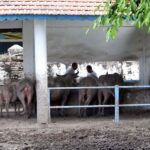 Kirab Pusaka 1 Sura Nanti Malam, Elemen Sanggar Paes Siap Memperkuat Barisan