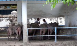 Kirab Pusaka 1 Sura Nanti Malam, Elemen Sanggar Paes Siap Memperkuat Barisan