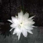 Ritual Methik Sekar “Wijayakusuma”, Stampel Spiritual di Zaman Modern (seri 3 – bersambung)