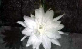 Ritual Methik Sekar “Wijayakusuma”, Stampel Spiritual di Zaman Modern (seri 3 – bersambung)