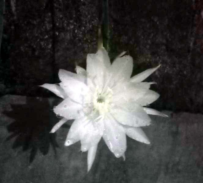 Read more about the article Ritual Methik Sekar “Wijayakusuma”, Stampel Spiritual di Zaman Modern (seri 3 – bersambung)