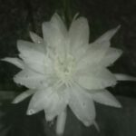 Ritual Methik Sekar “Wijayakusuma”, Stampel Spiritual di Zaman Modern (seri 3 – bersambung)