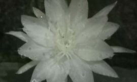 Ritual Methik Sekar “Wijayakusuma”, Stampel Spiritual di Zaman Modern (seri 3 – bersambung)