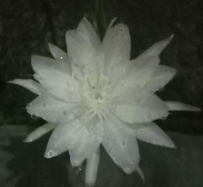 Read more about the article Ritual Methik Sekar “Wijayakusuma”, Stampel Spiritual di Zaman Modern (seri 3 – bersambung)